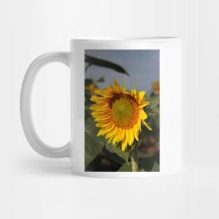 Bright and Colorful Sunflower in a Field Mug